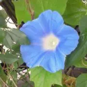 ちゅぴりん