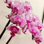 115の画像