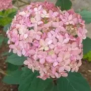花＊花