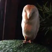 あかた
