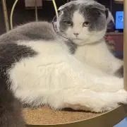 りんの画像