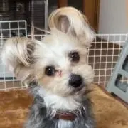 あっちゃんの画像