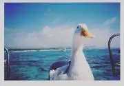 TPの画像
