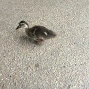 はと