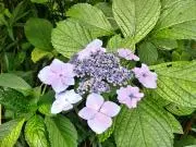 紫陽花の画像