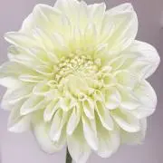 108☆の画像