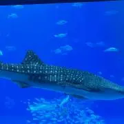 ya##の画像