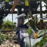 トゲトゲの画像