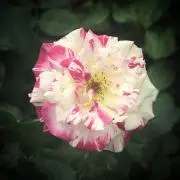 m.Kanaeの画像