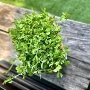 リボ⭐︎ベジの画像