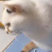 パチ