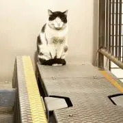 ロロンパ☆の画像