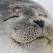 零*