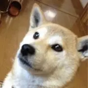 ももの画像