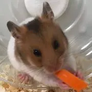 ひかりんごの画像