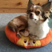しーちゃん