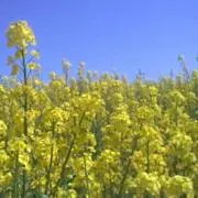 coseiの画像