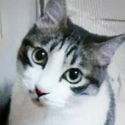 PAOの画像