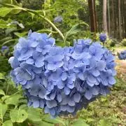 ★はな★の画像