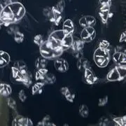 riの画像