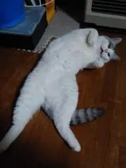 家のたま