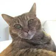 扇づかいの画像
