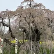 うさぎまま