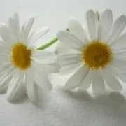 ルルの画像