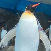 春海❁⃘プロフ確認下さいの画像