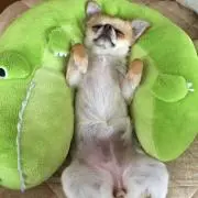 こじー(΄◉◞౪◟◉｀)