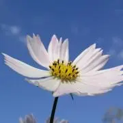 らなのんの画像