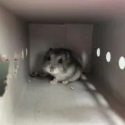 はむりん プロフ必読の画像