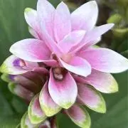つち⚘の画像