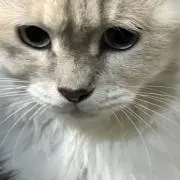 にゃんらぶの画像