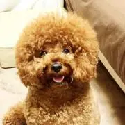 ごま