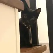 ねこmama@プロフ必読@