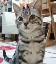 友達かも