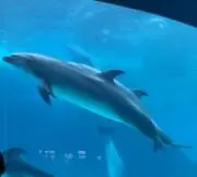 ちくわの画像