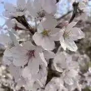 えーちゃんの画像