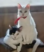 南洲のネコの画像