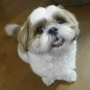 みやちゃん