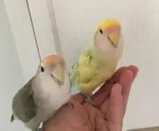 ☆まの画像