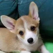 きみちゃんの画像