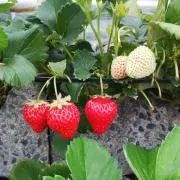 あてんマミー