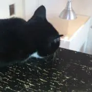 とろの画像