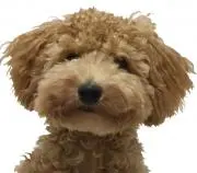 ナッツ