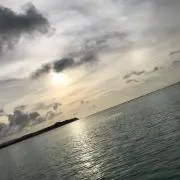 Topiaの画像