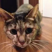 きゃびあわび