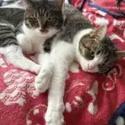 だいふくの画像