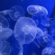 Tanagokoroの画像